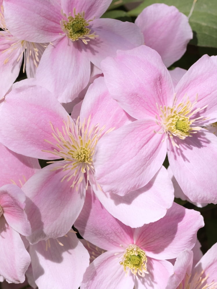 Berg-Waldrebe 'Rubens' | Clematis montana 'Rubens' | kaufen im Onlineshop der Bohlken Baumschulen