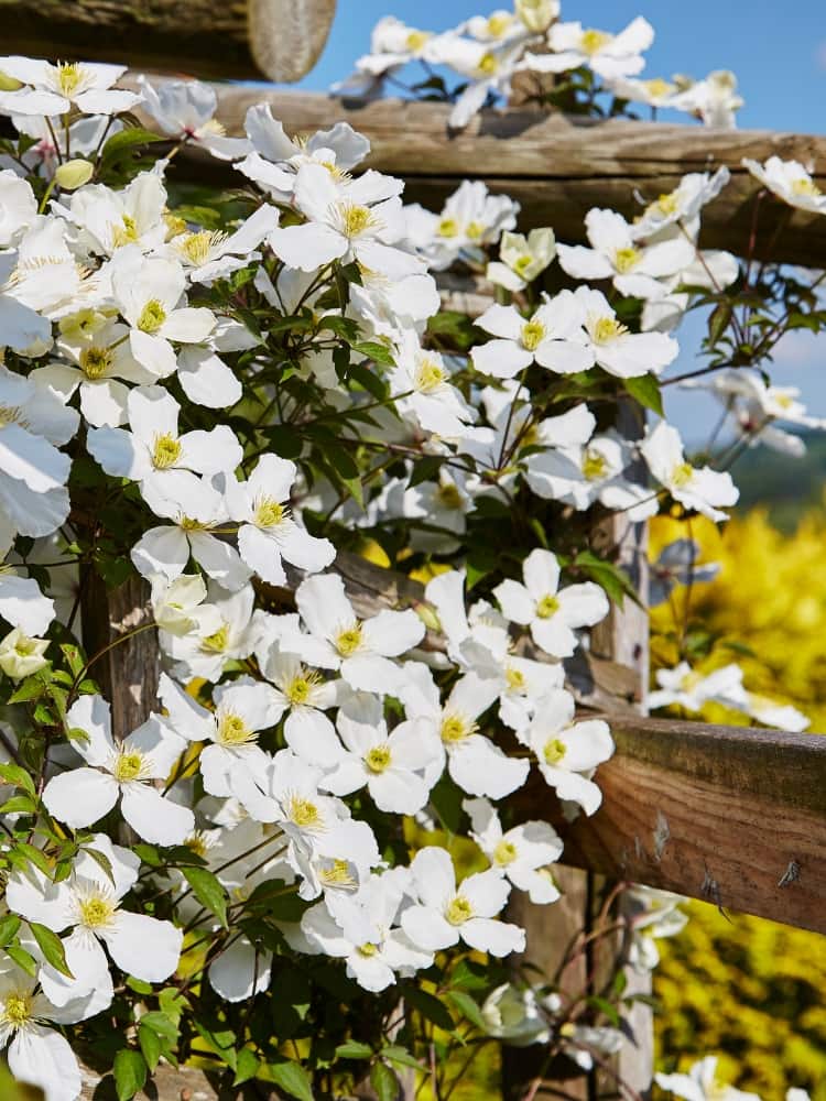 Berg-Waldrebe 'Superba' | Clematis montana 'Superba' | kaufen im Onlineshop der Bohlken Baumschulen