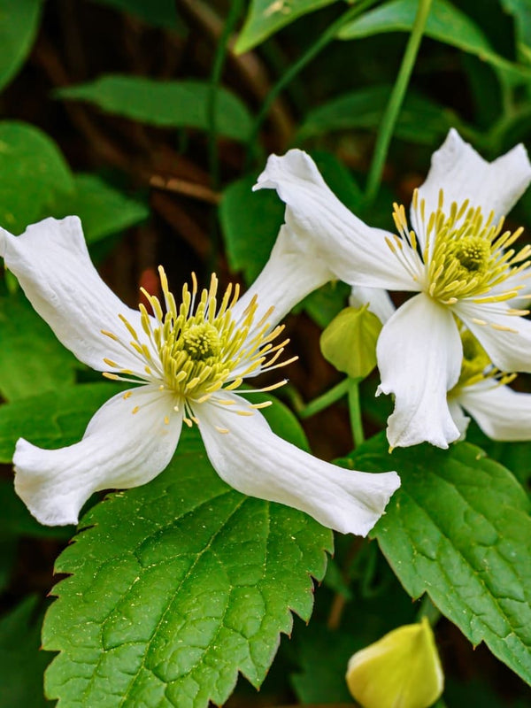 Berg-Waldrebe 'Wilsonii' | Clematis montana 'Wilsonii' | kaufen im Onlineshop der Bohlken Baumschulen