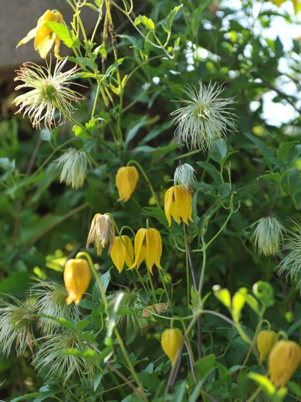 Orientalische Waldrebe | Clematis orientalis 'Orange Peel' | kaufen im Onlineshop der Bohlken Baumschulen