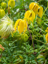 Gold-Waldrebe | Clematis tangutica im Onlineshop der Bohlken Baumschulen kaufen