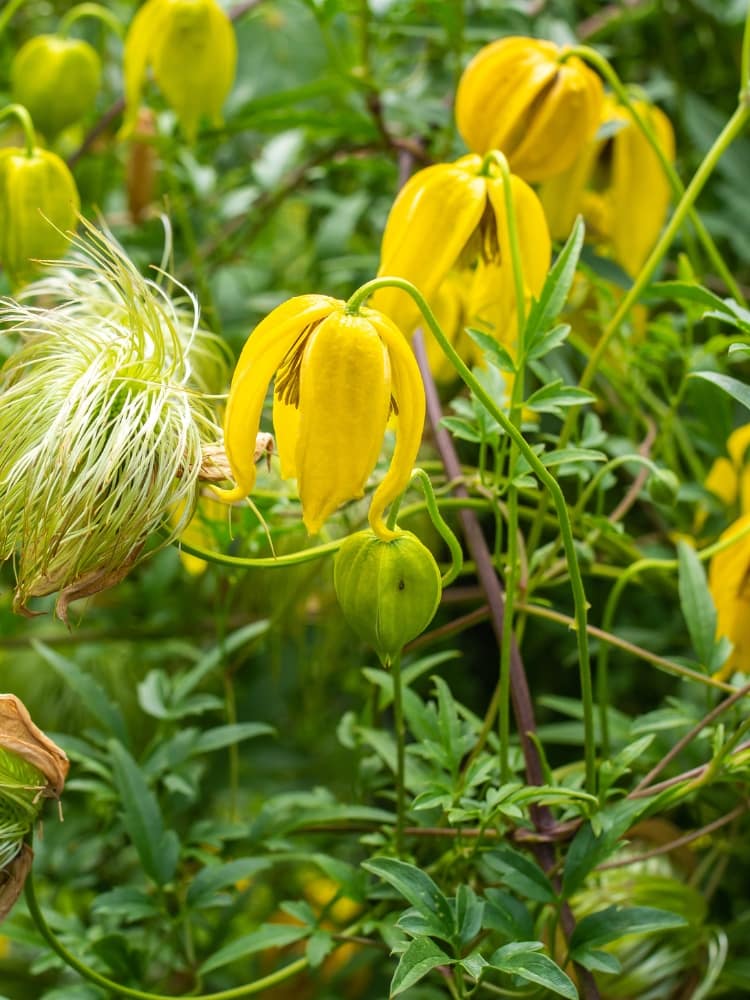 Gold-Waldrebe | Clematis tangutica im Onlineshop der Bohlken Baumschulen kaufen