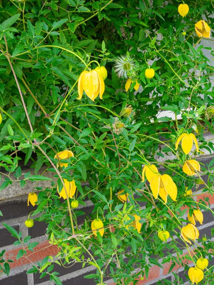 Gold-Waldrebe | Clematis tangutica im Onlineshop der Bohlken Baumschulen kaufen