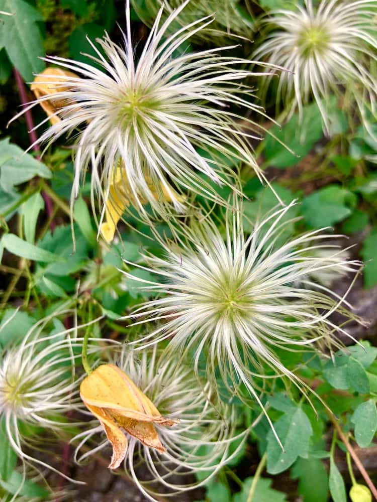 Gold-Waldrebe | Clematis tangutica im Onlineshop der Bohlken Baumschulen kaufen