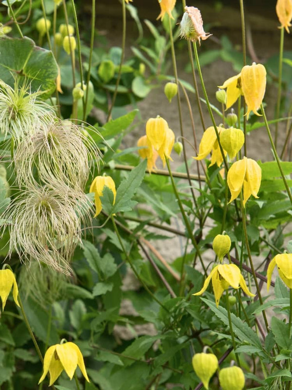 Gold-Waldrebe 'Golden Harvest' | Clematis tangutica 'Golden Harvest' | kaufen im Onlineshop der Bohlken Baumschulen