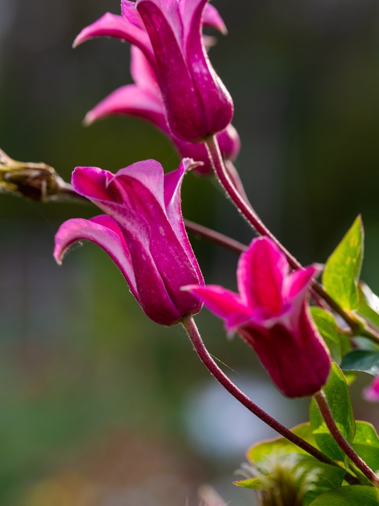 Texanische Waldrebe  | Clematis texensis 'Princess Diana' | kaufen im Onlineshop der Bohlken Baumschulen