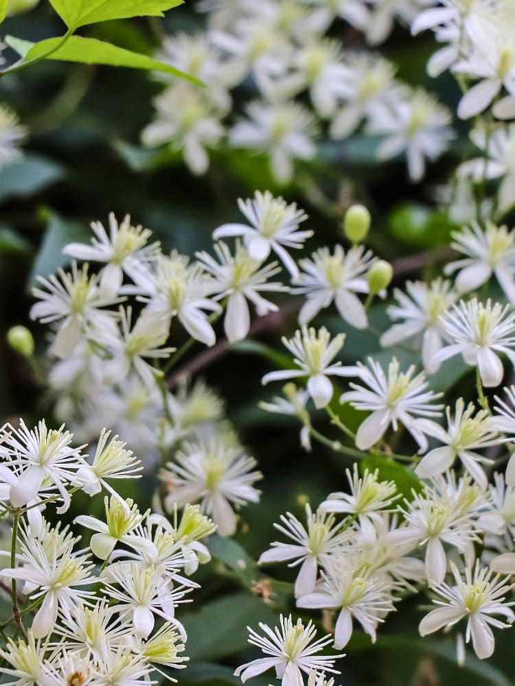 Gewöhnliche Waldrebe | Clematis vitalba | kaufen im Onlineshop der Bohlken Baumschulen