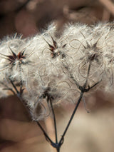 Gewöhnliche Waldrebe | Clematis vitalba | kaufen im Onlineshop der Bohlken Baumschulen