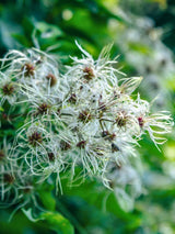 Gewöhnliche Waldrebe | Clematis vitalba | kaufen im Onlineshop der Bohlken Baumschulen