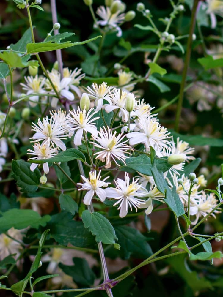 Gewöhnliche Waldrebe | Clematis vitalba | kaufen im Onlineshop der Bohlken Baumschulen