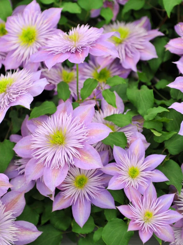 Waldrebe Evision 'Crystal Fountain' | Clematis viticella 'Crystal Fountain' im Onlineshop der Bohlken Baumschulen