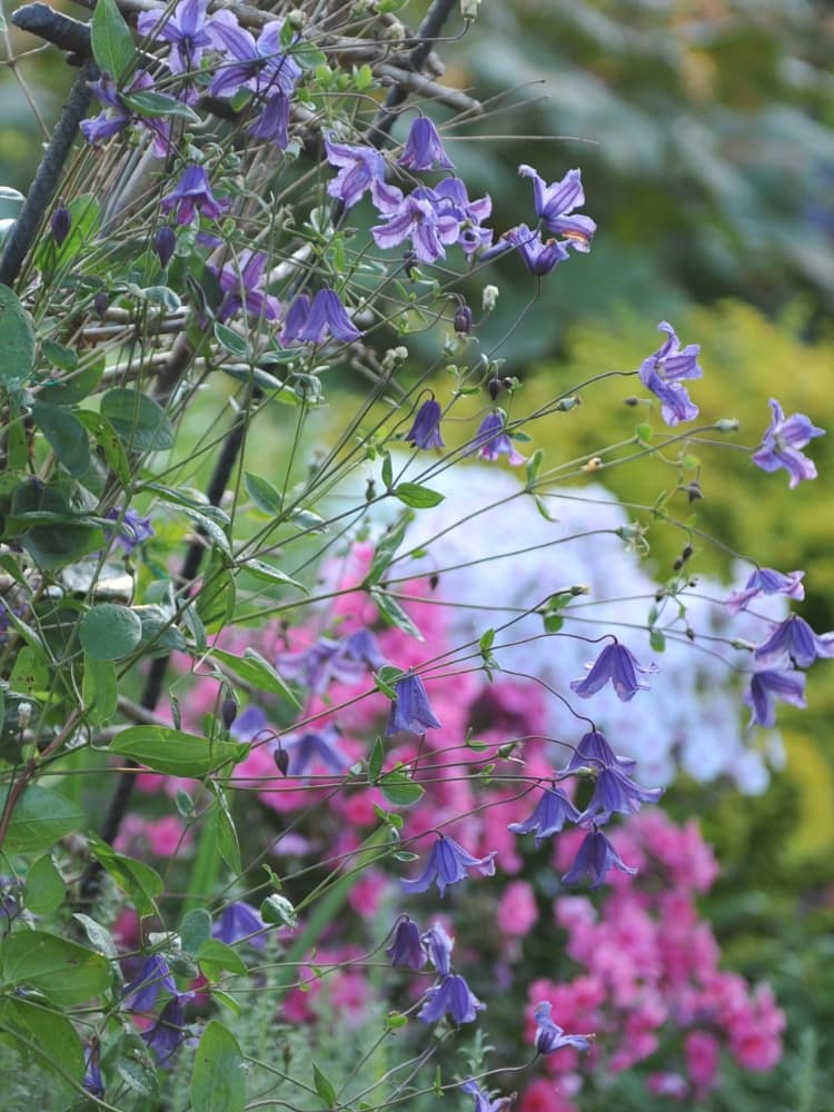 Clematis viticella | Italienische Waldrebe | kaufen im Onlineshop der Bohlken Baumschulen