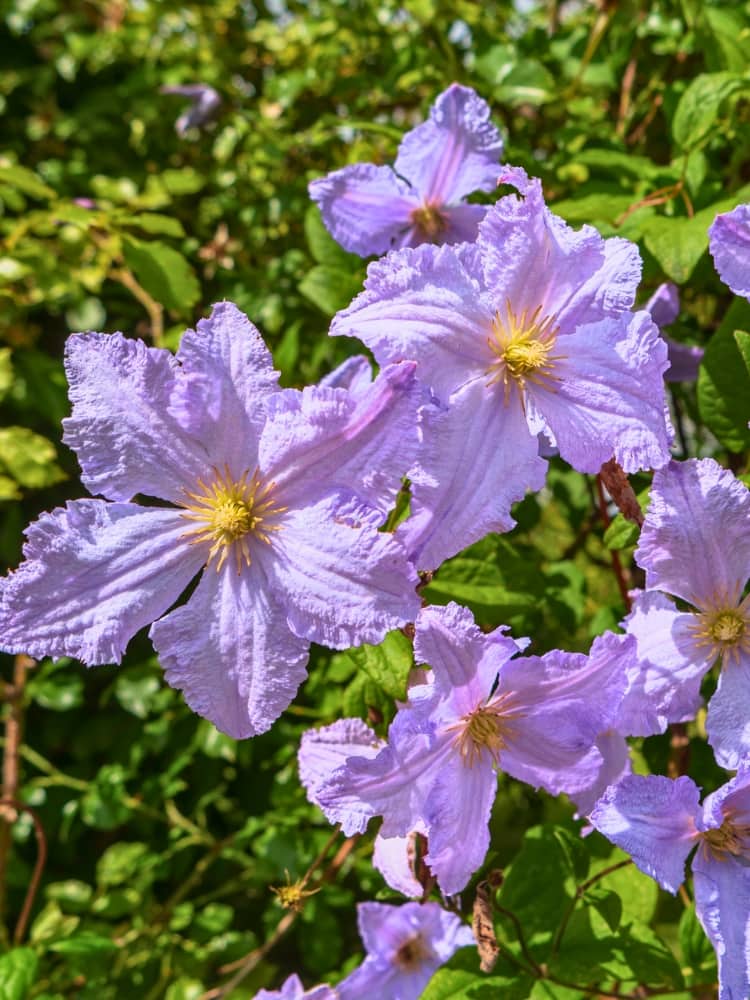 Clematis viticella 'Blue Angel' | Italienische Waldrebe | kaufen im Onlineshop der Bohlken Baumschulen