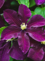 Clematis viticella 'Etoile Violette' | Italienische Waldrebe | kaufen im Onlineshop der Bohlken Baumschulen