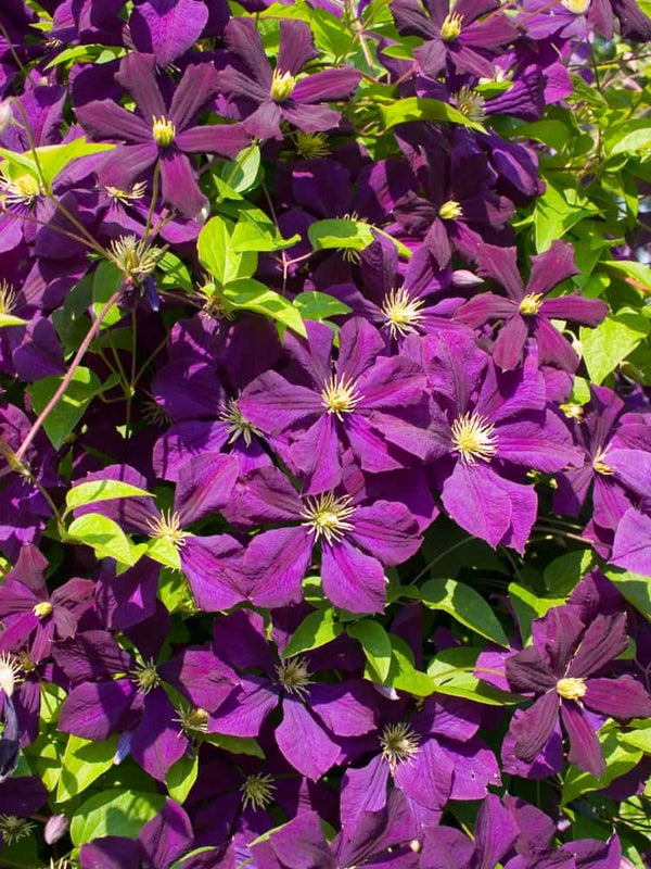 Clematis viticella 'Etoile Violette' | Italienische Waldrebe | kaufen im Onlineshop der Bohlken Baumschulen