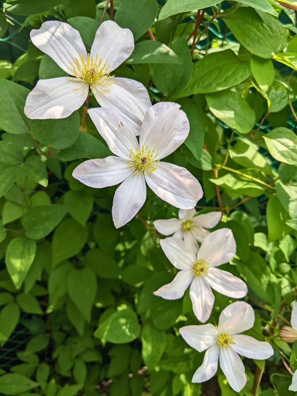 Clematis viticella 'Huldine' | Italienische Waldrebe 'Huldine' | kaufen im Onlineshop der Bohlken Baumschulen