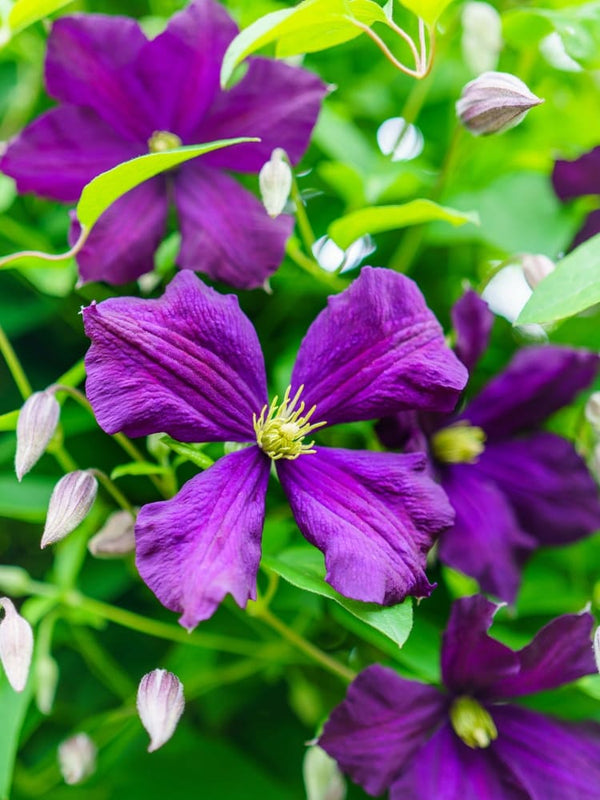 Waldrebe 'Mikelite' | Clematis viticella 'Mikelite' | kaufen im Onlineshop der Bohlken Baumschulen