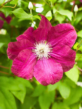 Clematis viticella 'Rubra' | Italienische Waldrebe 'Rubra' | kaufen im Onlineshop der Bohlken Baumschulen