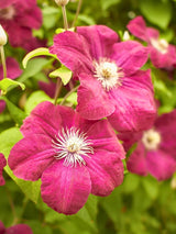 Clematis viticella 'Rubra' | Italienische Waldrebe 'Rubra' | kaufen im Onlineshop der Bohlken Baumschulen