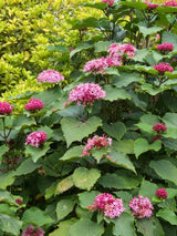 Chinesischer Losbaum Garten, Clerodendrum bungei im Onlineshop von Bohlken Baumschulen