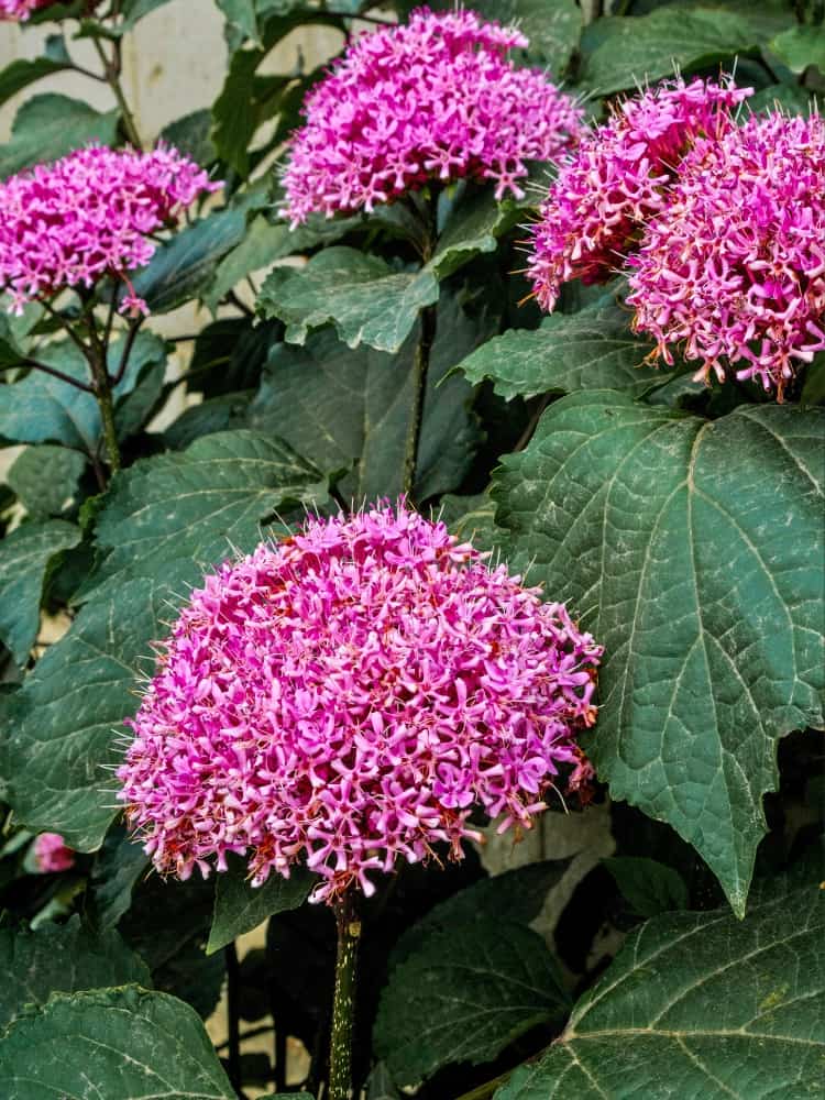 Chinesischer Losbaum, Clerodendrum bungei im Onlineshop von Bohlken Baumschulen