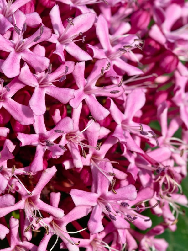 Chinesischer Losbaum 'Pink Diamond', Clerodendrum bungei 'Pink Diamond' im Onlineshop von Bohlken Baumschulen