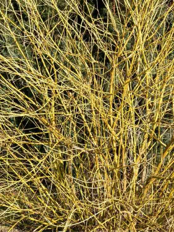 Cornus sericea 'Flaviramea', Seidiger Hartriegel 'Flaviramea' im Onlineshop der Bohlken Baumschulen