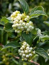 Tatarischer Hartriegel | Cornus alba im Onlineshop der Bohlken Baumschulen