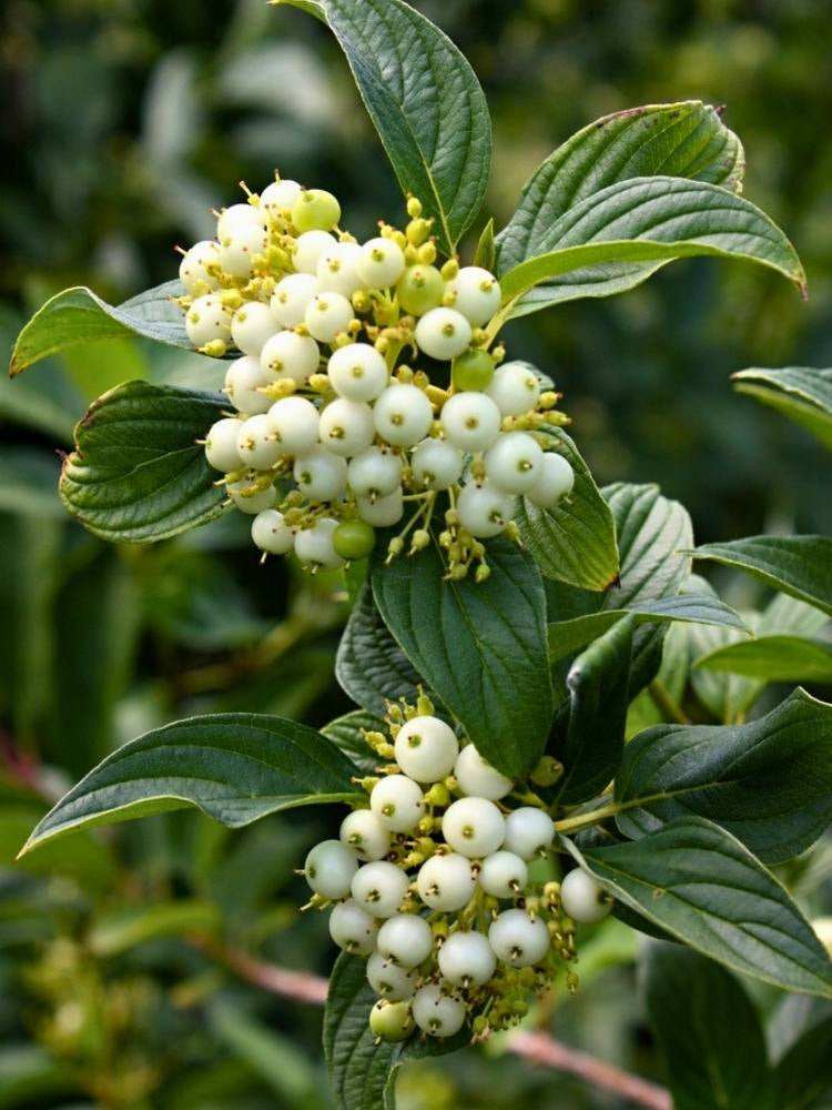 Tatarischer Hartriegel | Cornus alba im Onlineshop der Bohlken Baumschulen