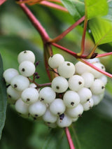Tatarischer Hartriegel | Cornus alba im Onlineshop der Bohlken Baumschulen