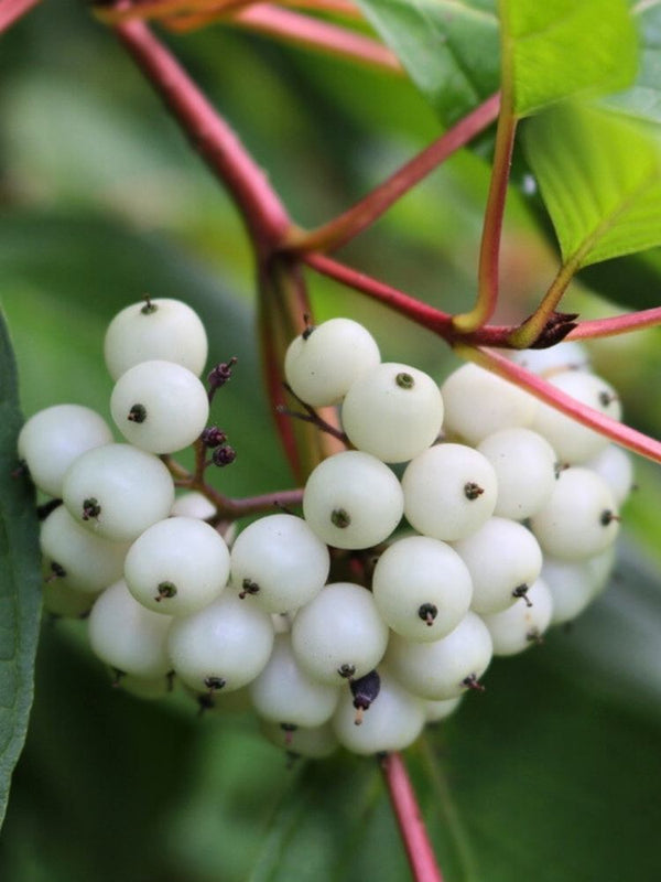 Tatarischer Hartriegel | Cornus alba im Onlineshop der Bohlken Baumschulen