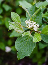 Tatarischer Hartriegel | Cornus alba im Onlineshop der Bohlken Baumschulen
