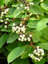 Tatarischer Hartriegel | Cornus alba im Onlineshop der Bohlken Baumschulen