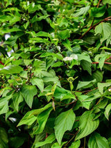 Tatarischer Hartriegel | Cornus alba im Onlineshop der Bohlken Baumschulen