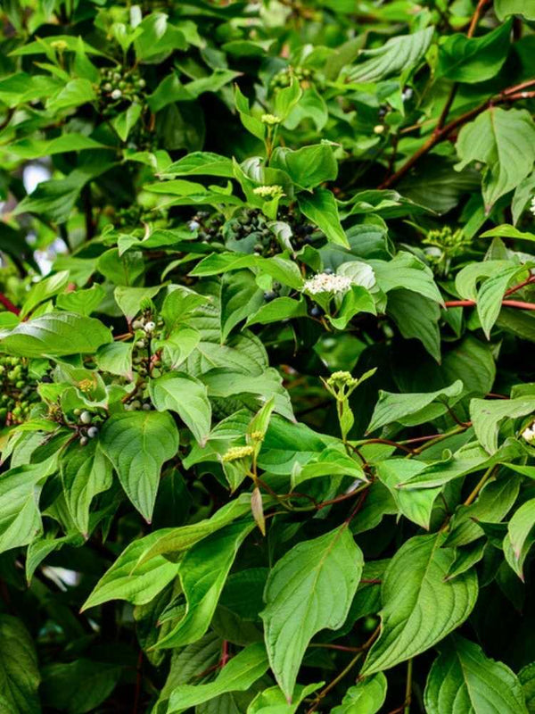 Tatarischer Hartriegel | Cornus alba im Onlineshop der Bohlken Baumschulen