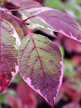 Hartriegel, Cornus alba 'Miracle' ® kaufen im Online-Shop der Bohlken Baumschulen