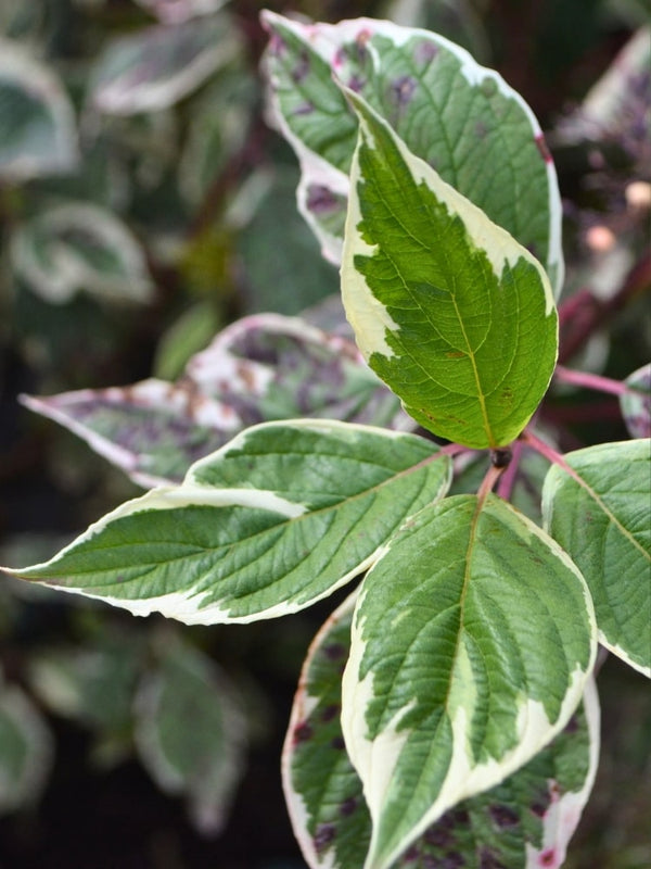 Cornus alba 'Sibirica Variegata' Blatt, Weißbunter Purpur-Hartriegel 'Sibirica Variegata' im Onlineshop von Bohlken Baumschulen