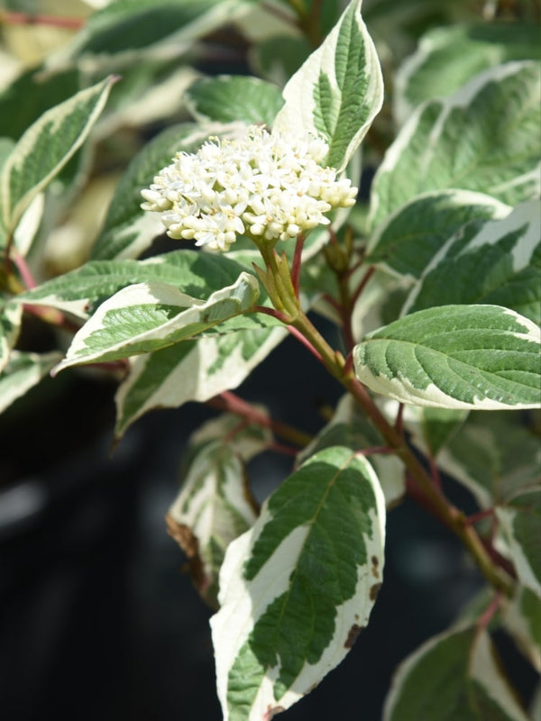 Cornus alba 'Sibirica Variegata', Weißbunter Purpur-Hartriegel 'Sibirica Variegata' im Onlineshop von Bohlken Baumschulen