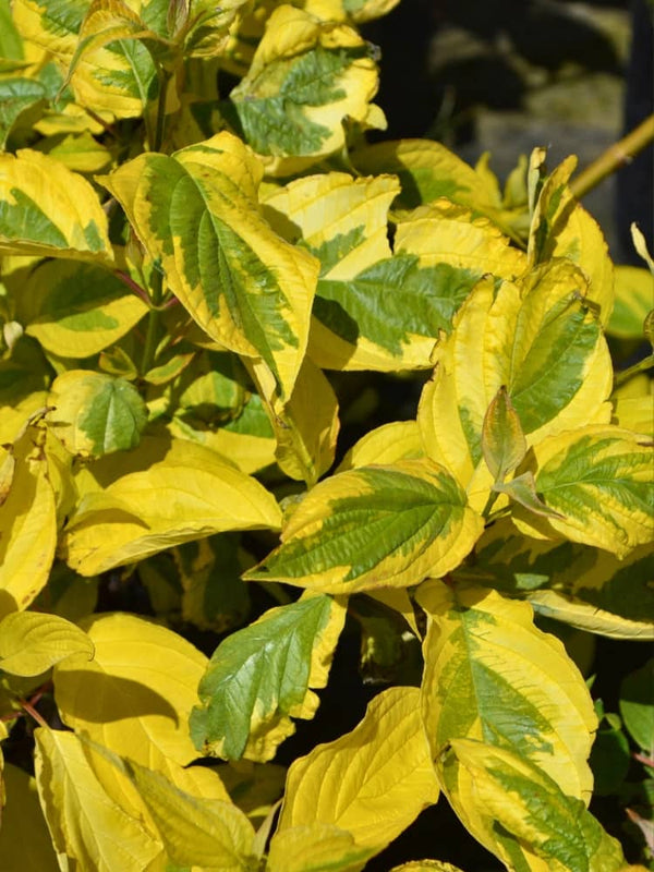 Cornus alba 'Spaethii', Gelbbunter Hartriegel 'Spaethii' bei Bohlken Baumschulen im Onlineshop