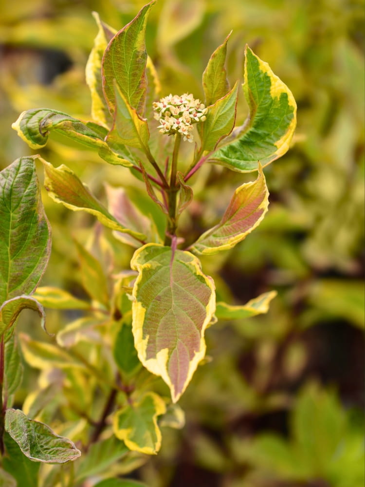 Cornus alba 'Spaethii', Gelbbunter Hartriegel 'Spaethii' im Onlineshop von Bohlken Baumschulen