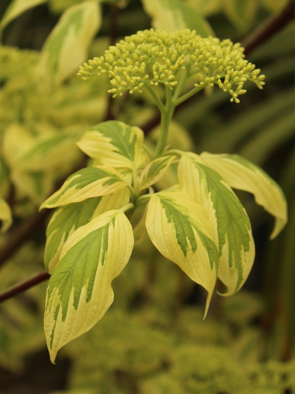 Etagen-Hartriegel 'Gosia', Cornus controversa 'Gosia' ® bei Bohlken Baumschulen im Onlineshop