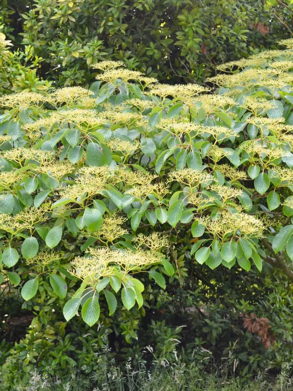 Cornus controversa 'Pagoda', Etagen-Hartriegel 'Pagoda' im Onlineshop der Bohlken Baumschulen