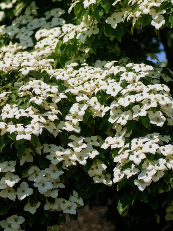 Cornus florida, Amerikanischer Blumen-Hartriegel im Onlineshop von Bohlken Baumschulen