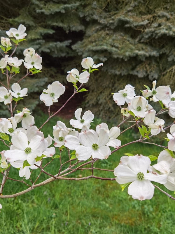 Cornus florida, Amerikanischer Blumen-Hartriegel im Onlineshop von Bohlken Baumschulen