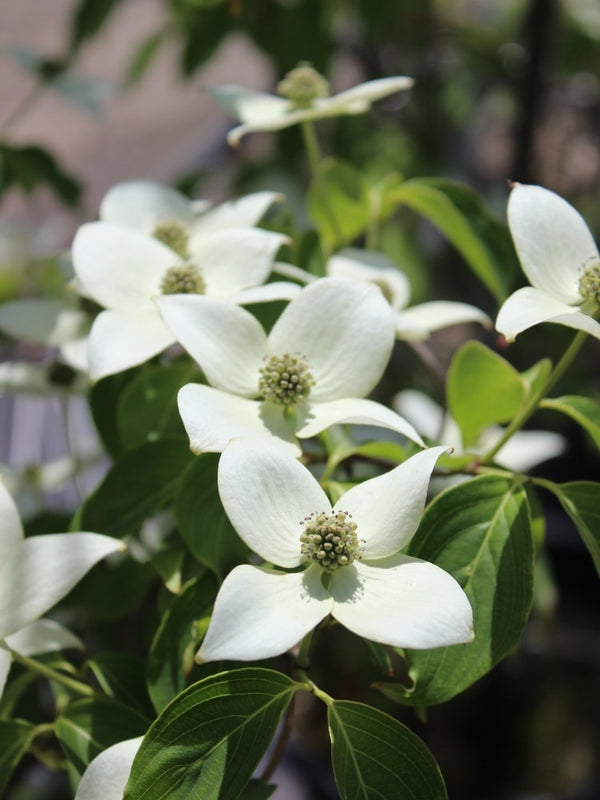 Cornus kousa, Japanischer Blumen-Hartriegel bei Bohlken Baumschulen im Onlineshop