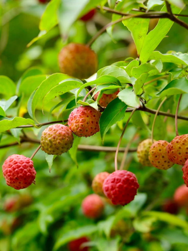 Cornus kousa Frucht, Japanischer Blumen-Hartriegel bei Bohlken Baumschulen im Onlineshop