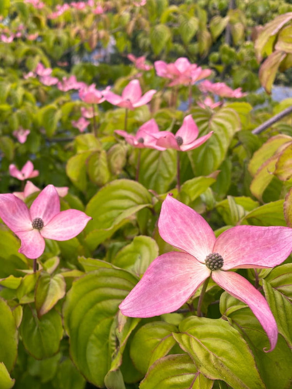 Cornus kousa 'Beni Fuji', Japanischer Blumen-Hartriegel 'Beni Fuji' im Onlineshop von Bohlken Baumschulen