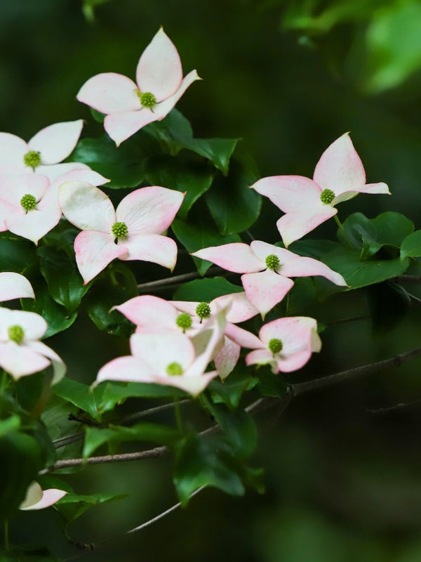 Cornus kousa 'Cappucino', Japanischer Blumen-Hartriegel 'Cappuccino' bei Bohlken-Baumschulen im Onlineshop