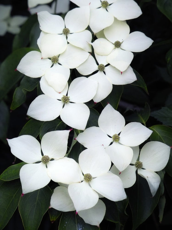 Japanischer Blumen-Hartriegel 'Flower Tower', Cornus kousa 'Flower Tower' im Onlineshop von Bohlken Baumschulen