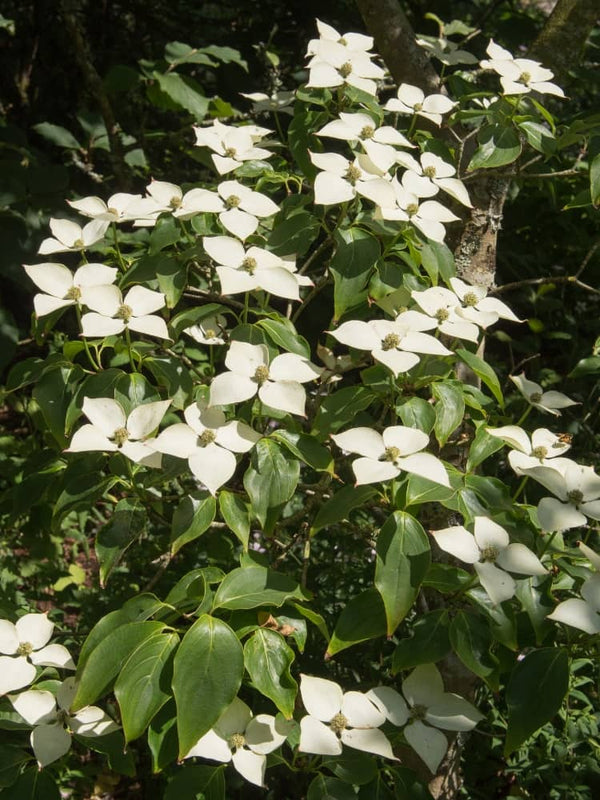 Japanischer Blumen-Hartriegel 'Kreuzdame', Cornus kousa 'Kreuzdame' bei Bohlken Baumschulen im Onlineshop